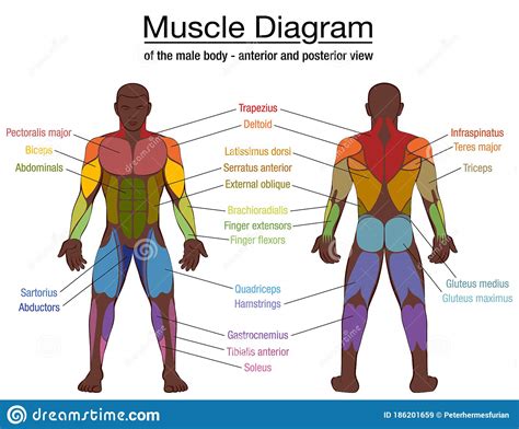 muscle diagram black man male body names stock vector