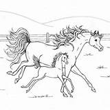 Cavallo Puledro Cavalla Fattoria Corrono Pony Liberi Cavalli Bambiniinfattoria Puledri Didattica Genova Vicino Mamma sketch template