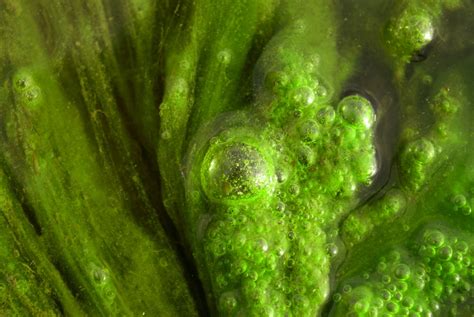 Facts About Green Algae