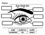 Eye Ecdn sketch template