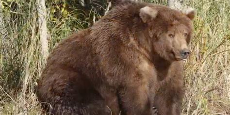 bears eat  hibernation  ollie haas  dose  curiosity medium
