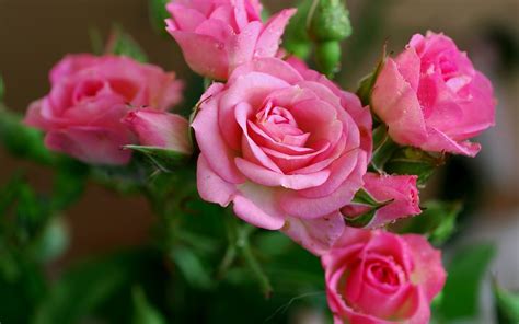 Flores Rosas Hermosas Imagui
