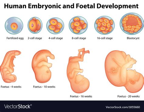 stages in human embryonic development royalty free vector