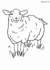 Schaf Wiese Ausmalbild Schafe Bauernhof Malvorlage Kostenlos sketch template