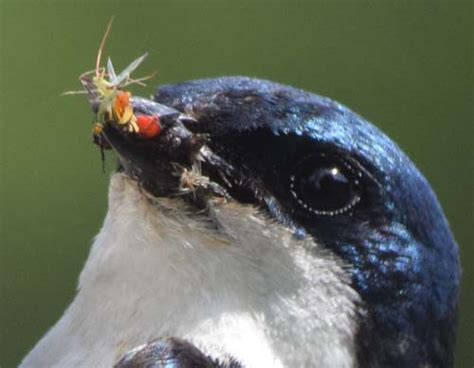 Tree Swallow Prey