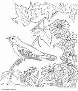 Coloring Bird Printable Adults Pages Print Birds Book Adult Look Other sketch template