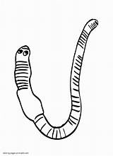 Coloring Pages Worms Worm Printable Animal sketch template