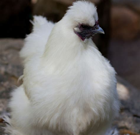 8 Interesting Features Of The Silkie Chicken Breed