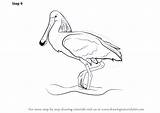 Spoonbill Draw Drawing Step Birds Tutorials Drawingtutorials101 Previous Next sketch template
