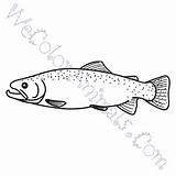 Trout Draw Coloring Brook Template sketch template