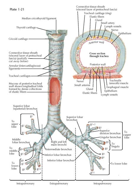 structure   trachea  major bronchi pediagenosis