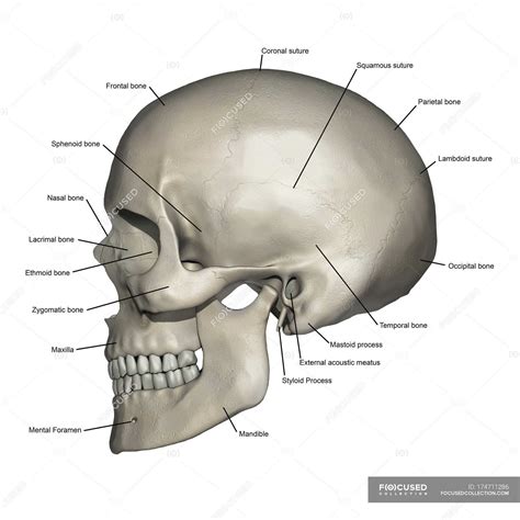 lateral view  human skull anatomy  annotations side view  dimensional stock