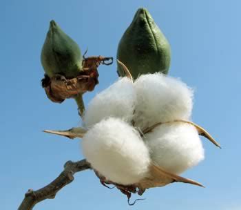 grow   cotton cotton seeds