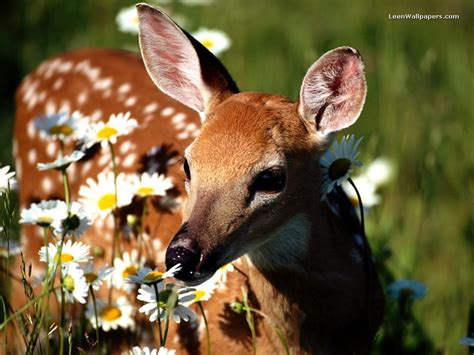 deer  flowers deer wallpaper  fanpop