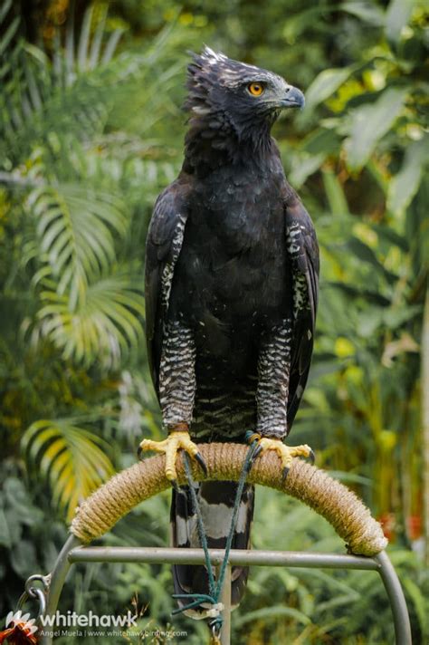 black hawk eagles  panama whitehawk birding blog