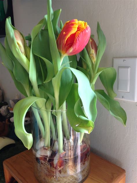 Tulips Growing In Water Inside Planting Flowers Flower Garden Plants