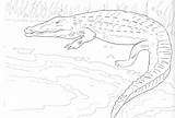 Crocodile Coloring Alligator Pages Reptile Animals Kids Printable Animal Crocodiles Colouring Template Bestcoloringpagesforkids Results sketch template