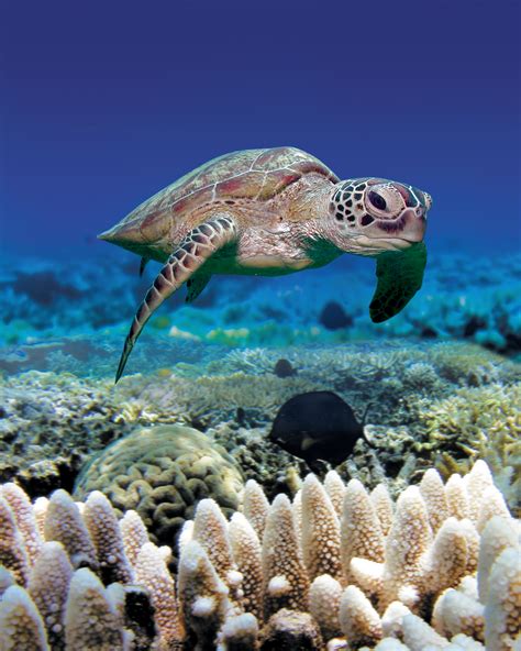 green sea turtle reef biosearch