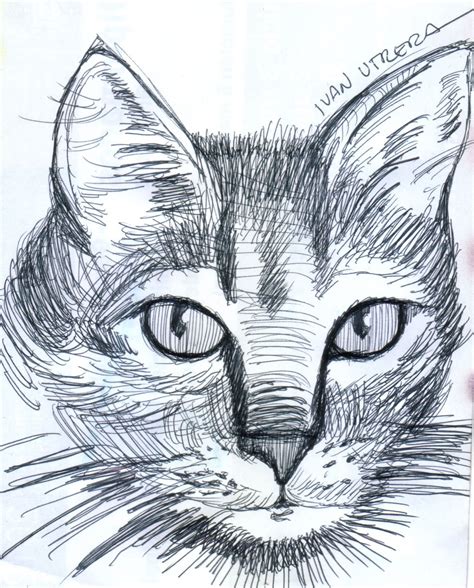 dibujo gato  lapicero dibujos  lapicero arte en lienzo pintura  dibujo