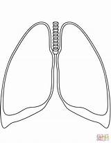 Coloring Template Lungs Circulation Human sketch template