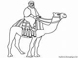 Unta Camels Arabian Dromadaire Bible Mewarnai Pasir Coloriage Kamel Diwarnai Menunggang Designlooter Realisticcoloringpages sketch template
