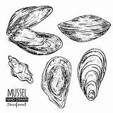 Cozze Muschel Mussel Mussels Disegnati Sorten Gezeichnet Vektoren Vettore sketch template