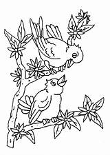 Oiseaux Oiseau Branche Uccelli Coloriages Pajaros Ninos Hugo Stampare Popular sketch template