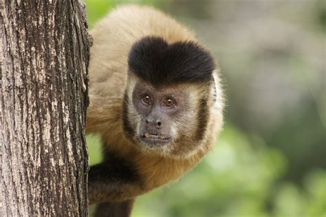 macacos prego produzem artefatos parecidos  primeiras ferramentas