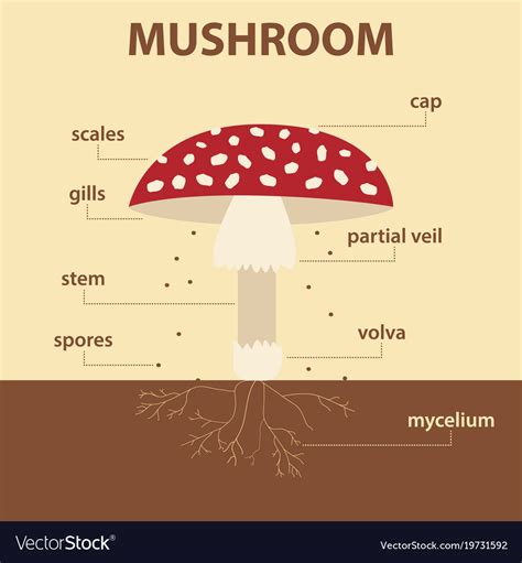 diagram showing parts  mushroom  plant vector image