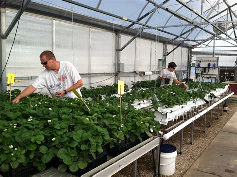 growing hydroponic strawberries   desert