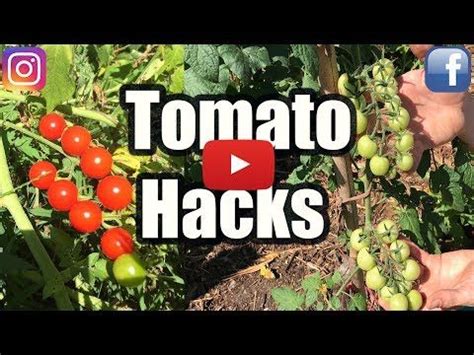 grow cherry tomatoes  seeds youtube home  garden reference