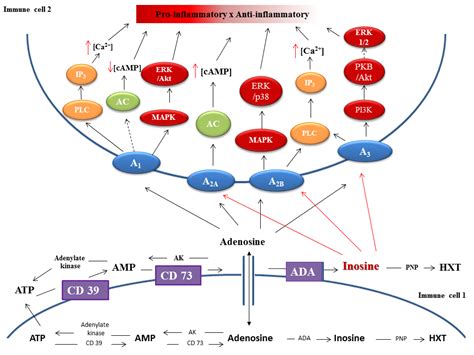 pharmacology  adenosine receptors   signaling role