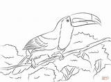 Toucan Coloring Pages Billed Keel Bird Para Colorear Drawing Tucan Printable Perched Imprimir Pico Dibujo Aves Supercoloring Birds Iris Toco sketch template