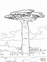 Baobab Coloriage Colorare Grandidier Savane Supercoloring Madagascar Africain Disegno Baobabs Arbres Affenbrotbaum Ausmalen Afrique Arbol Ausmalbilder Coloriages Ausmalbild Afrika Adansonia sketch template