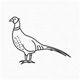 Pheasant Icon Drawing Bird Getdrawings Editor sketch template