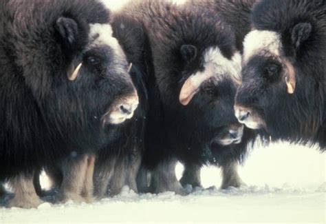 adventure   arctic tundra musk ox hunt conservation