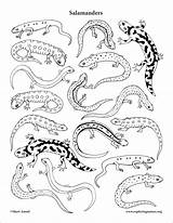 Salamander Salamanders Coloringbay Amphibians Coloringnature sketch template