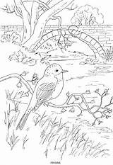 Coloring Pages Phoebe Bird Adult Colouring Drawing Scene sketch template