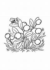 Coloring Pages Berries Tomatoes Garnet Fruit sketch template