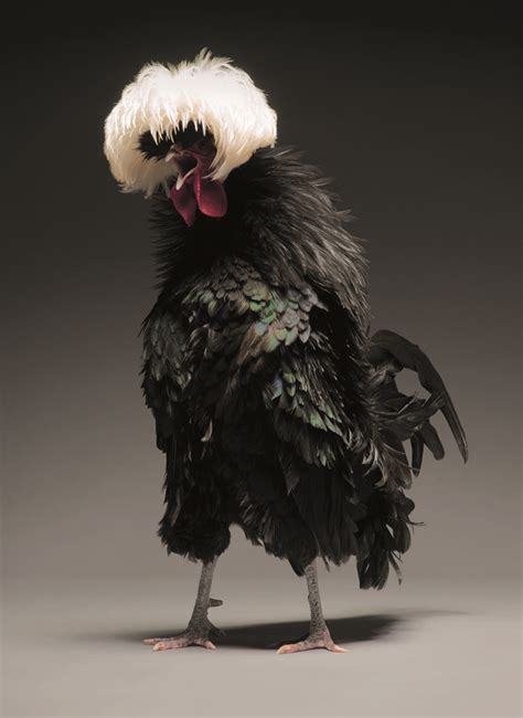 The 10 Sexiest Chickens In The World