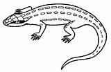 Coloring Reptiles Lagartos Lizard Eidechse Lagarto Lagartixa Ausdrucken Colorat Lagartijas Malvorlagen Malvorlage Soparla Ausmalen Reptilien Krokodyle Imagini Lagartija Desene Kolorowanki sketch template