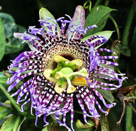 flor de la granadilla granadilla passion flower passifl flickr