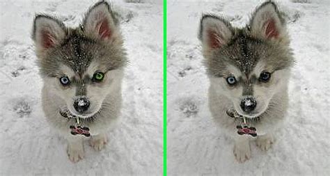 fake husky with blue and green eyes the original image