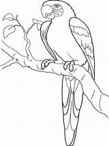 Macaw Coloring Pages Birds Printable sketch template