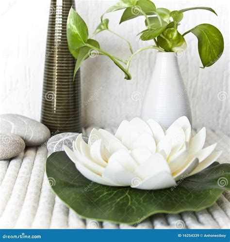 flower  plants   spa stock image image  relax vase