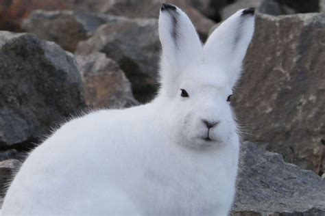 adopt  arctic hare symbolic adoptions  wwf