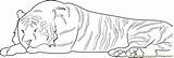 Tiger Sleeping Coloring Pages Coloringpages101 Animals Mammals sketch template