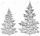 Tree Drawing Realistic Christmas Drawings Trees Fir Outline Hemlock Draw Pine Snow Sketch Res Hi Pencil Getdrawings Evergreen Tattoo Stock sketch template