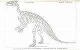 Dinosaur Skeleton Dinosaurs Skeletons sketch template