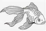 Ikan Sketsa Koi Mewarnai Hewan Jenis Menggambar Narmadi Broonet Warna Beragam Mudah Membuat Akuarium sketch template